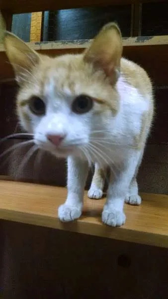 Gato ra a SRD idade 7 a 11 meses nome Jonh