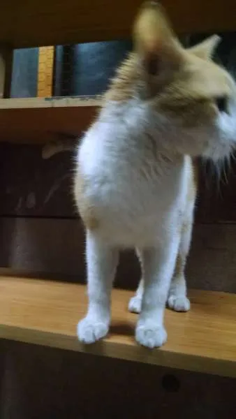Gato ra a SRD idade 7 a 11 meses nome Jonh