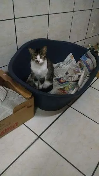 Gato ra a SRD idade 7 a 11 meses nome Lisa