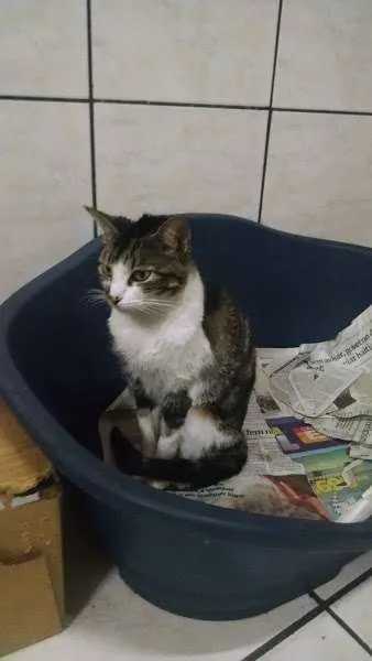 Gato ra a SRD idade 7 a 11 meses nome Lisa