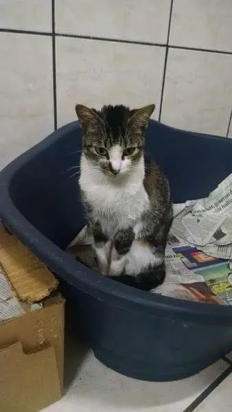 Gato ra a SRD idade 7 a 11 meses nome Lisa