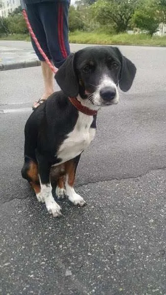 Cachorro ra a SRD idade 2 a 6 meses nome Brenda