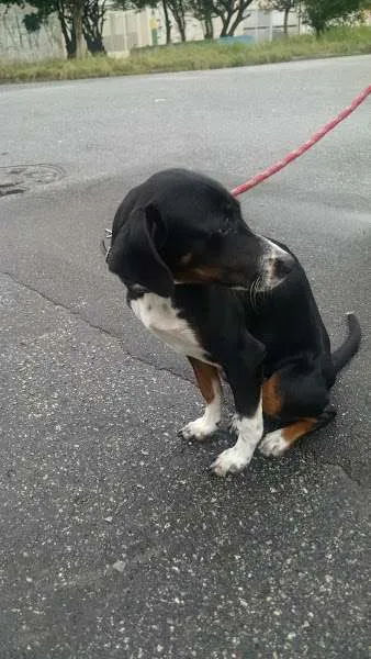 Cachorro ra a SRD idade 2 a 6 meses nome Brenda
