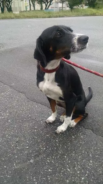 Cachorro ra a SRD idade 2 a 6 meses nome Brenda