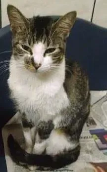 Gato raça SRD idade 7 a 11 meses nome Lisa