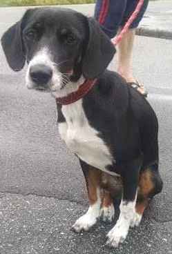 Cachorro ra a SRD idade 2 a 6 meses nome Brenda