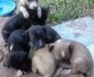 Cachorro raça Vira lata idade Abaixo de 2 meses nome Nao tem nome