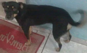 Cachorro raça vira-lata idade 1 ano nome Lupita 