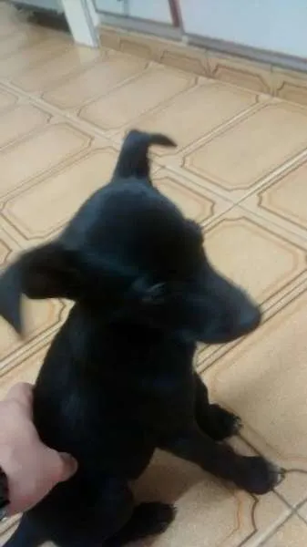 Cachorro ra a  idade Abaixo de 2 meses nome sem nome