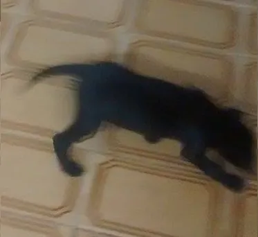 Cachorro ra a  idade Abaixo de 2 meses nome sem nome