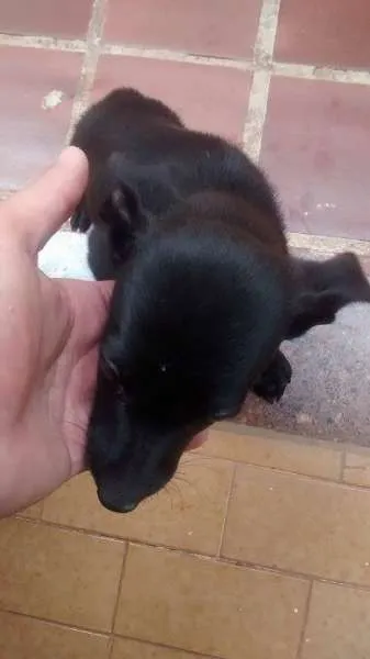 Cachorro ra a  idade Abaixo de 2 meses nome sem nome
