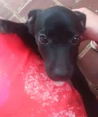Cachorro ra a  idade Abaixo de 2 meses nome sem nome
