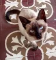 Kitty