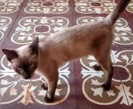 Gato ra a Siamês idade 7 a 11 meses nome Kitty