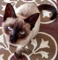 Gato raça Siamês idade 7 a 11 meses nome Kitty