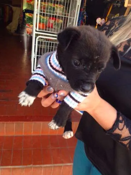 Cachorro ra a SRD idade Abaixo de 2 meses nome Amor