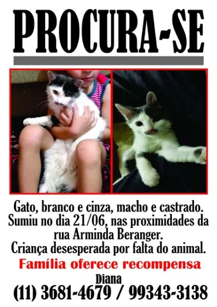 Gato ra a Sem raça  idade 1 ano nome Jhon