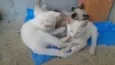 Gatos