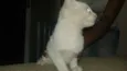 Gatos