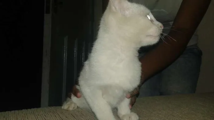 Gato ra a Cianes idade Abaixo de 2 meses nome Gatos