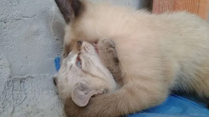 Gato ra a Cianes idade Abaixo de 2 meses nome Gatos