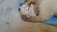 Gatos