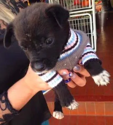 Cachorro ra a SRD idade Abaixo de 2 meses nome Amor