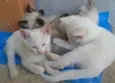 Gatos