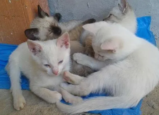 Gato ra a Cianes idade Abaixo de 2 meses nome Gatos