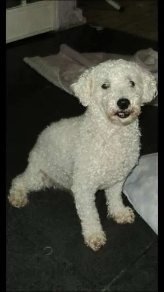 Cachorro ra a Poodle idade 6 ou mais anos nome jack GRATIFICA