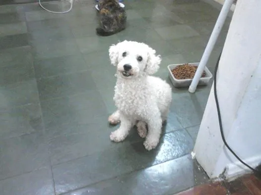 Cachorro ra a Poodle idade 6 ou mais anos nome jack GRATIFICA