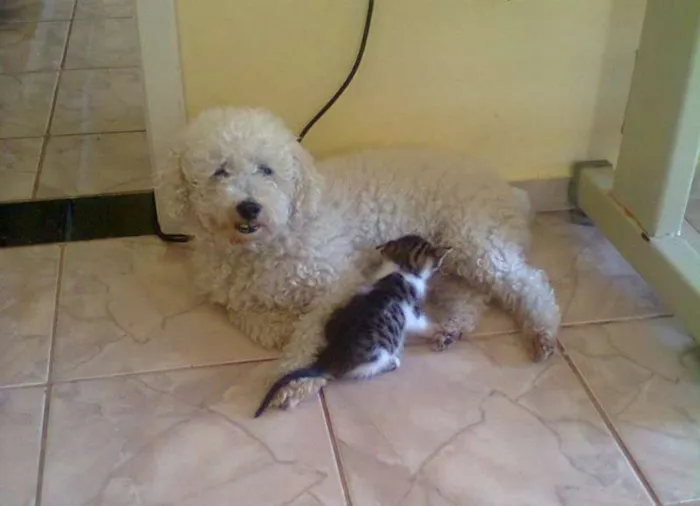 Cachorro ra a Poodle idade 6 ou mais anos nome jack GRATIFICA