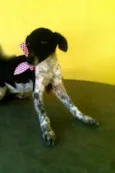 Pippa