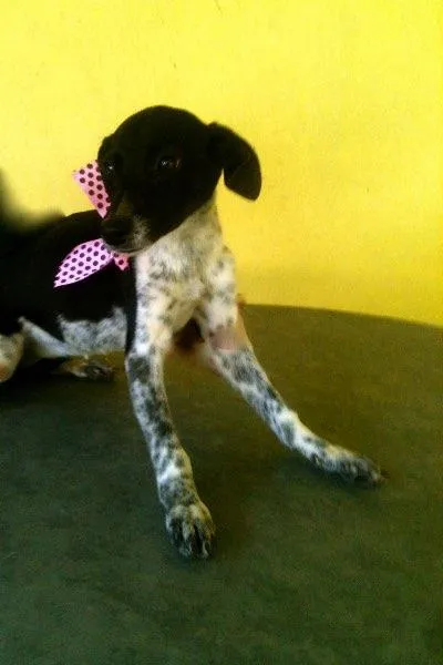 Cachorro ra a SRD idade 2 a 6 meses nome Pippa