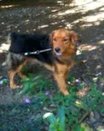 Maxi