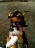 Laika