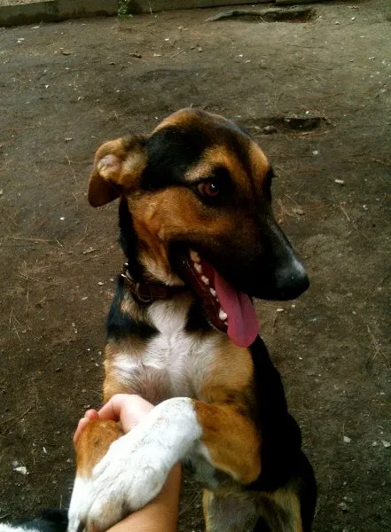 Cachorro ra a SRD idade 7 a 11 meses nome Laika