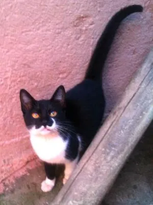 Gato raça SRD idade 2 a 6 meses nome Milka
