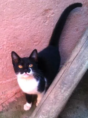 Gato ra a SRD idade 2 a 6 meses nome Milka