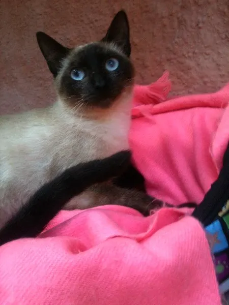 Gato ra a Siamês idade 7 a 11 meses nome Jade