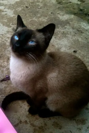 Gato raça Siamês idade 7 a 11 meses nome Puma