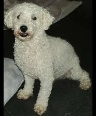 Cachorro ra a Poodle idade 6 ou mais anos nome jack GRATIFICA