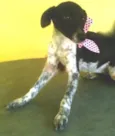 Pippa