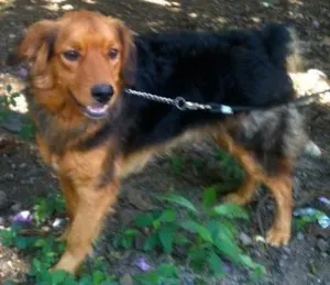 Cachorro raça SRD idade 7 a 11 meses nome Maxi