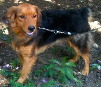 Cachorro ra a SRD idade 7 a 11 meses nome Maxi