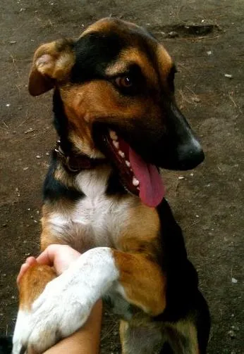 Cachorro ra a SRD idade 7 a 11 meses nome Laika