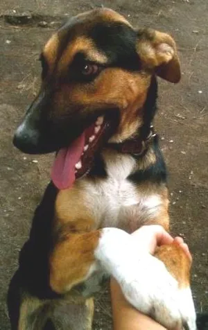 Cachorro raça SRD idade 7 a 11 meses nome Laika