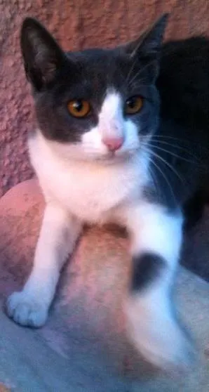 Gato ra a SRD idade 2 a 6 meses nome Cinzinha