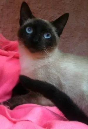 Gato raça Siamês idade 7 a 11 meses nome Jade