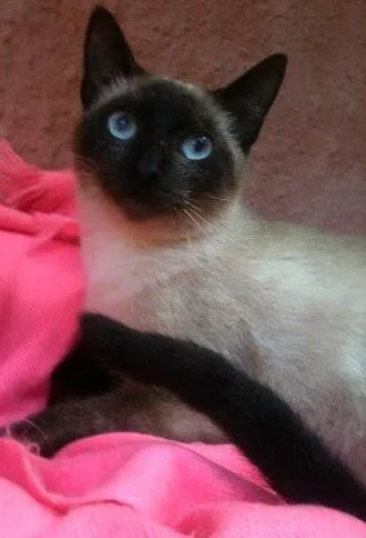 Gato ra a Siamês idade 7 a 11 meses nome Jade